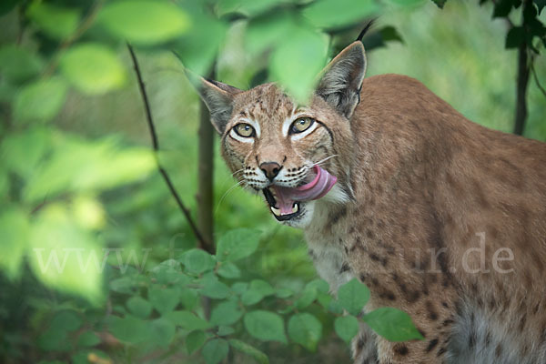 Luchs (Felis lynx)