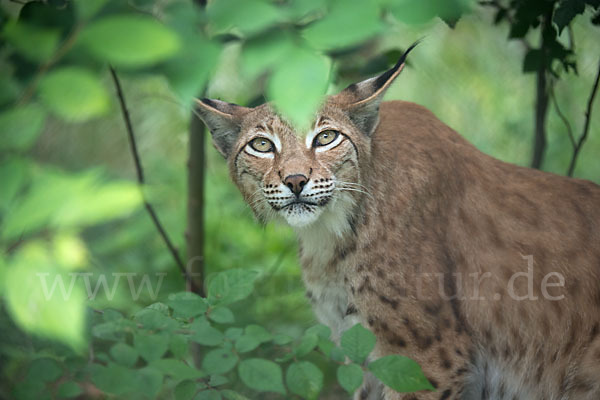 Luchs (Felis lynx)