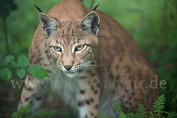 Luchs (Felis lynx)
