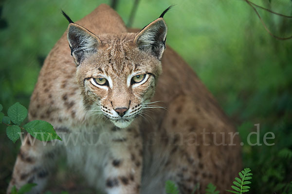 Luchs (Felis lynx)