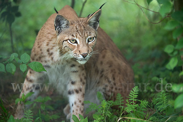 Luchs (Felis lynx)