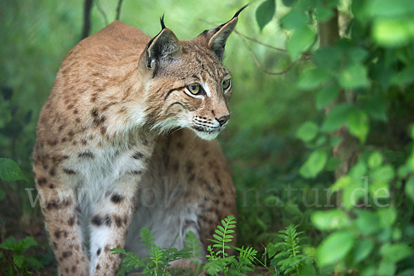 Luchs (Felis lynx)