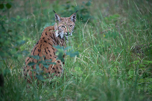 Luchs (Felis lynx)