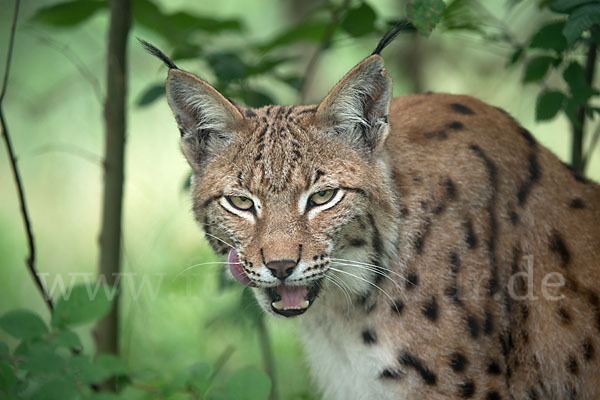 Luchs (Felis lynx)