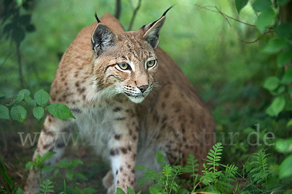 Luchs (Felis lynx)