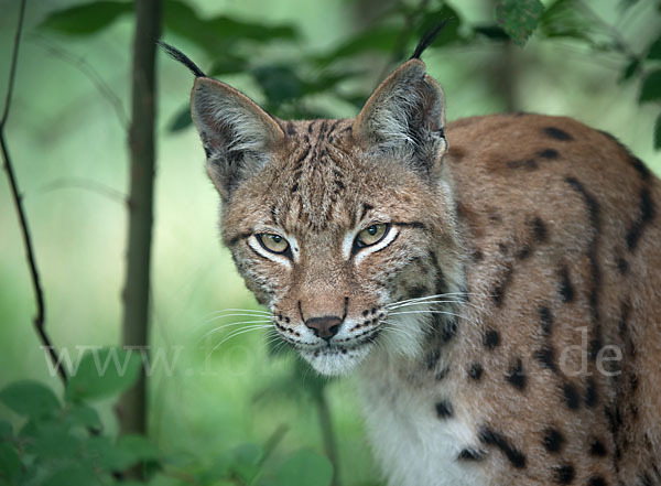 Luchs (Felis lynx)