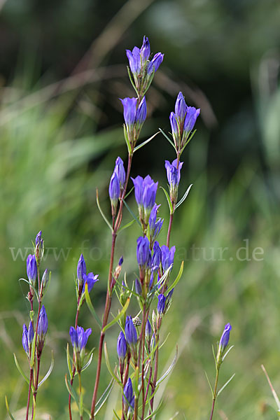 Lungen-Enzian (Gentiana pneumonanthe)