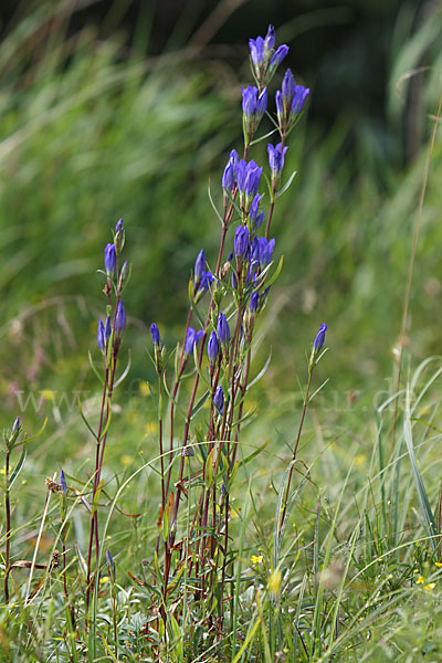 Lungen-Enzian (Gentiana pneumonanthe)