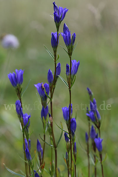 Lungen-Enzian (Gentiana pneumonanthe)