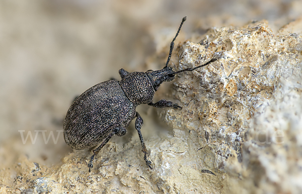 Luzernerüssler (Otiorhynchus ligustici)