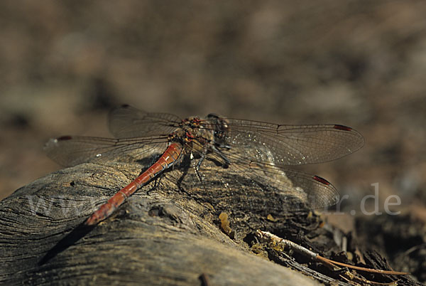 Madeira-Heidelibelle (Sympetrum nigrifemur)