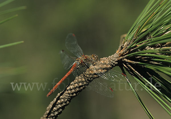 Madeira-Heidelibelle (Sympetrum nigrifemur)