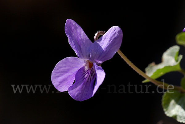 März-Veilchen (Viola odorata)