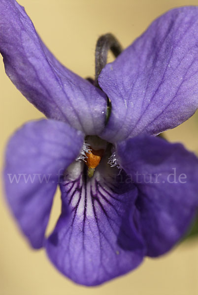 März-Veilchen (Viola odorata)