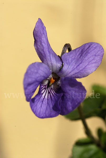 März-Veilchen (Viola odorata)