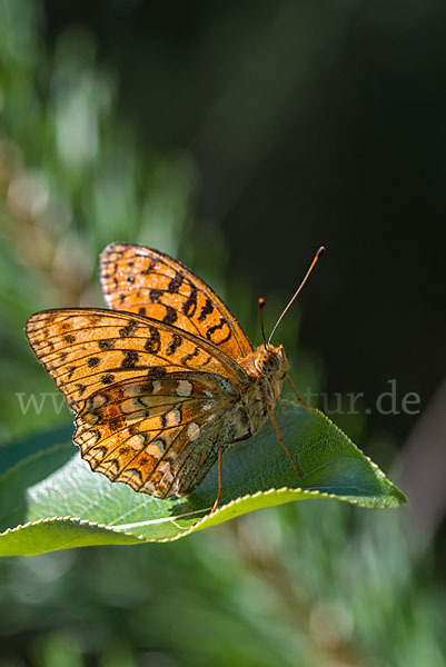 Märzveilchen-Perlmutterfalter (Argynnis adippe)