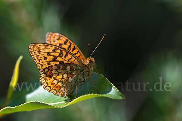 Märzveilchen-Perlmutterfalter (Argynnis adippe)