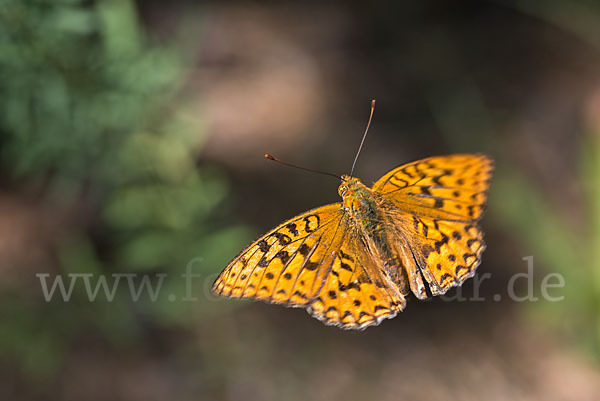 Märzveilchen-Perlmutterfalter (Argynnis adippe)