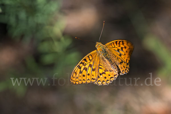 Märzveilchen-Perlmutterfalter (Argynnis adippe)