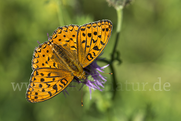 Märzveilchen-Perlmutterfalter (Argynnis adippe)