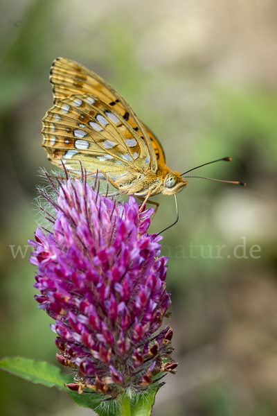 Märzveilchen-Perlmutterfalter (Argynnis adippe)