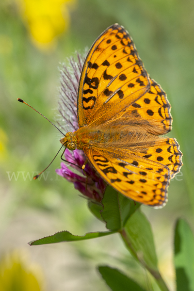 Märzveilchen-Perlmutterfalter (Argynnis adippe)