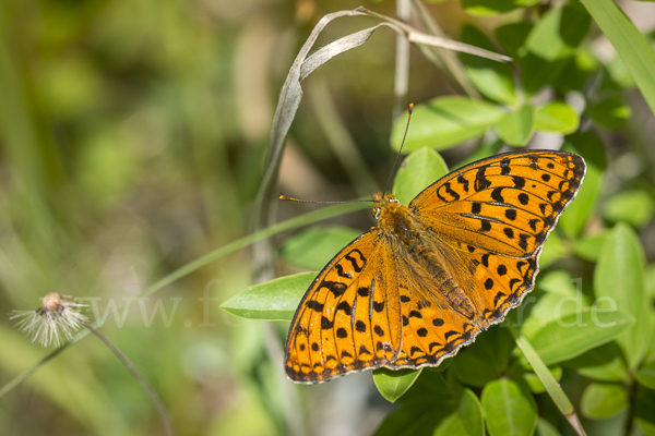 Märzveilchen-Perlmutterfalter (Argynnis adippe)