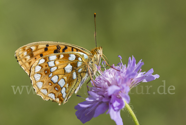 Märzveilchen-Perlmutterfalter (Argynnis adippe)