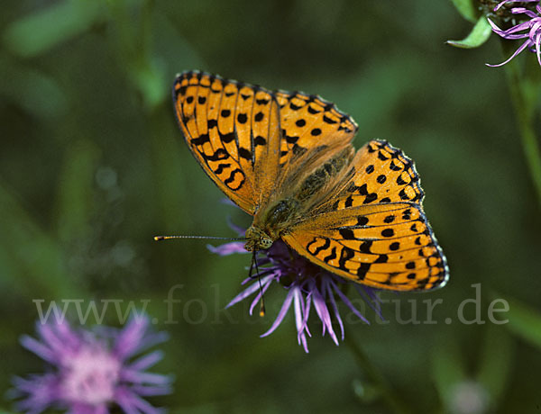 Märzveilchen-Perlmutterfalter (Argynnis adippe)