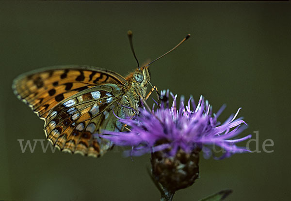 Märzveilchen-Perlmutterfalter (Argynnis adippe)