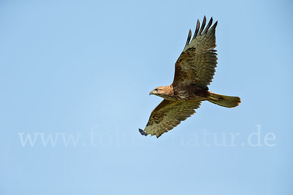 Mäusebussard (Buteo buteo)