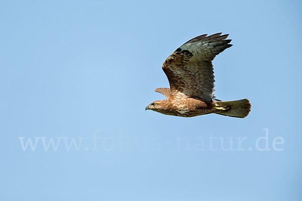 Mäusebussard (Buteo buteo)