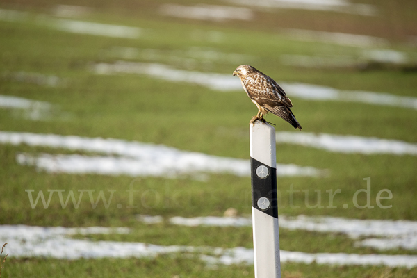 Mäusebussard (Buteo buteo)