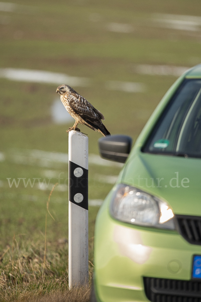 Mäusebussard (Buteo buteo)