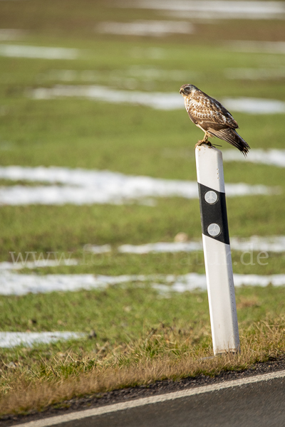 Mäusebussard (Buteo buteo)