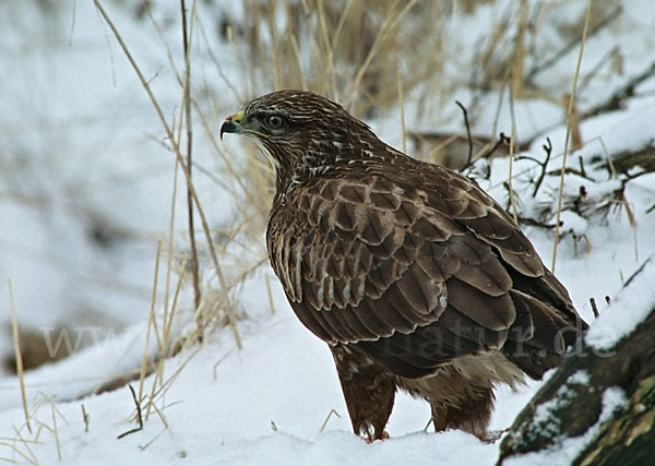 Mäusebussard (Buteo buteo)