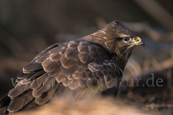 Mäusebussard (Buteo buteo)