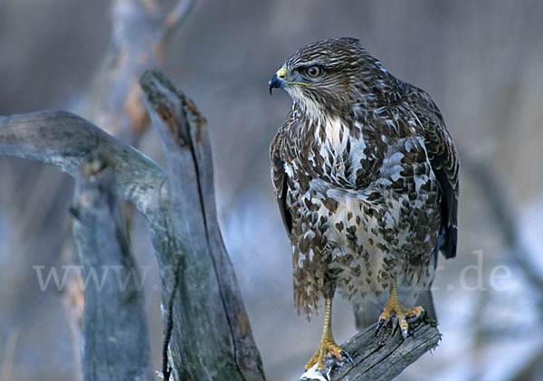 Mäusebussard (Buteo buteo)