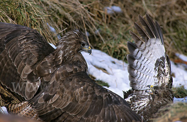 Mäusebussard (Buteo buteo)