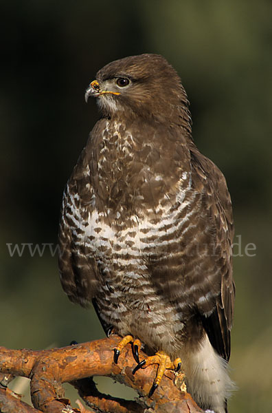 Mäusebussard (Buteo buteo)