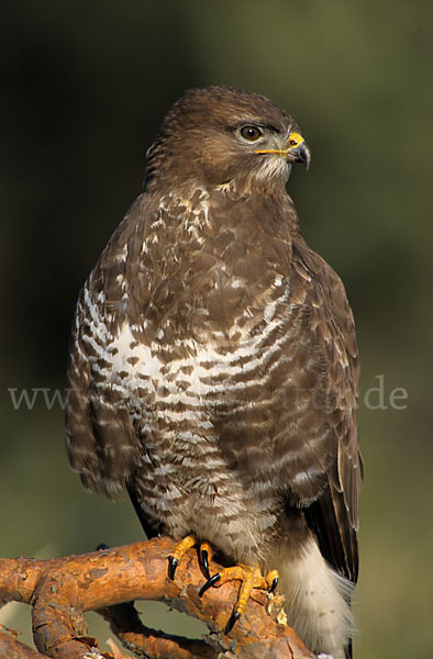 Mäusebussard (Buteo buteo)