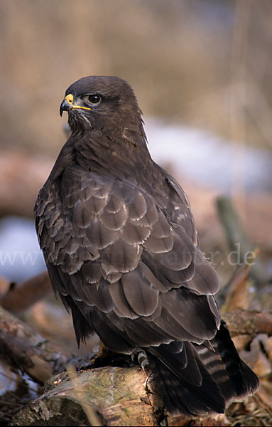 Mäusebussard (Buteo buteo)