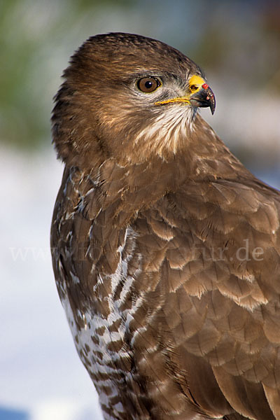 Mäusebussard (Buteo buteo)