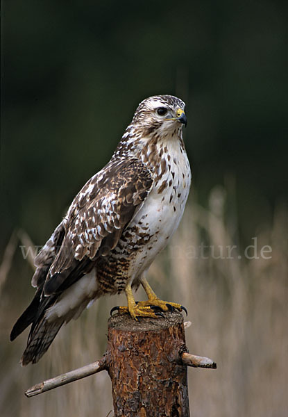 Mäusebussard (Buteo buteo)