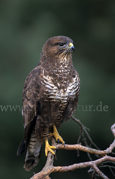 Mäusebussard (Buteo buteo)