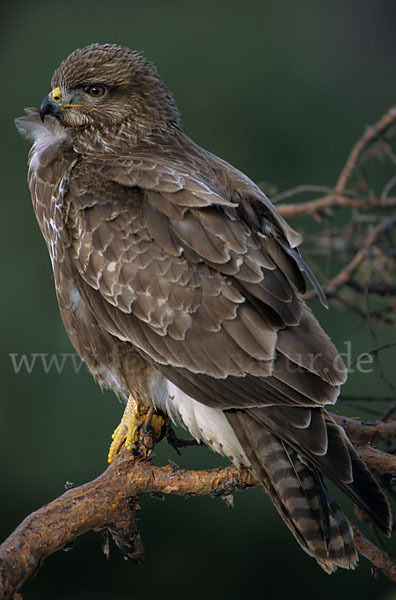 Mäusebussard (Buteo buteo)