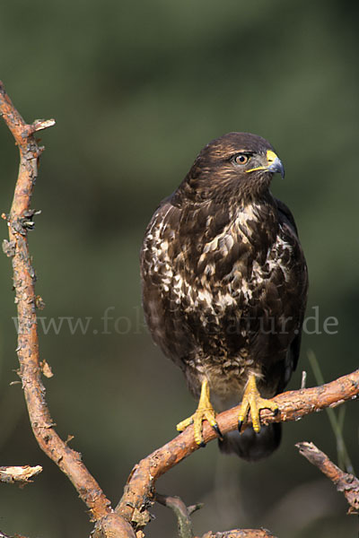 Mäusebussard (Buteo buteo)