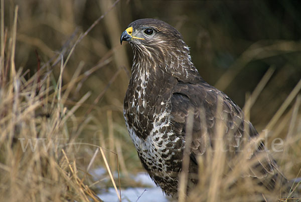 Mäusebussard (Buteo buteo)