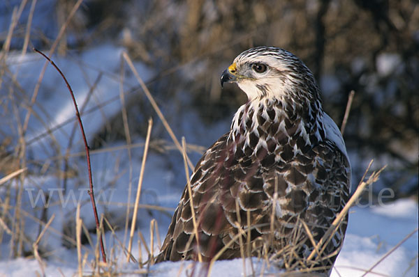 Mäusebussard (Buteo buteo)