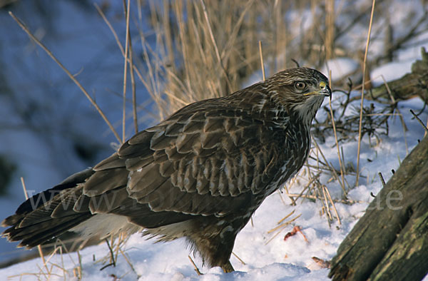 Mäusebussard (Buteo buteo)